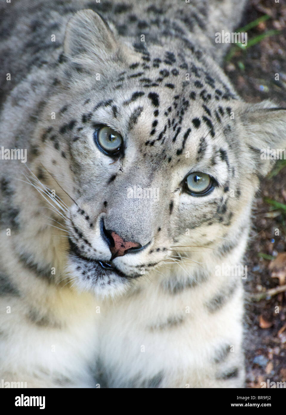 Snow Leopard femelle à la recherche vers la caméra Banque D'Images