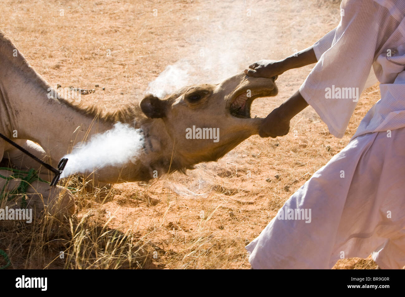 Les chameaux près de El Obeid Nord Kordofan Soudan portent la marque de propriétaires avant de partir en Egypte pour être vendus. Banque D'Images
