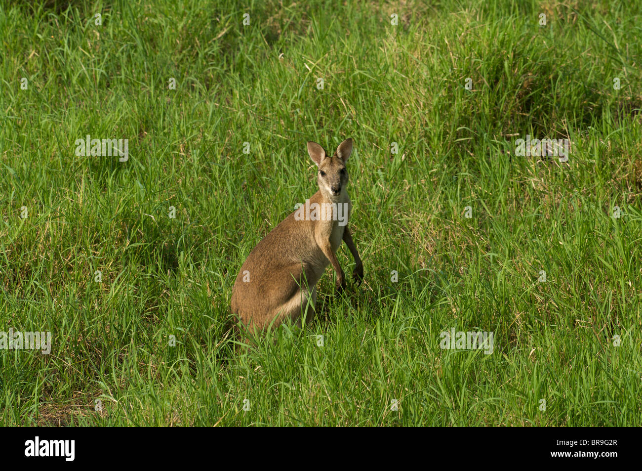 Un Wallaby Agile (Macropus agilis) debout dans l'herbe haute à la réserve de Fogg Dam, Territoire du Nord, Australie. Banque D'Images