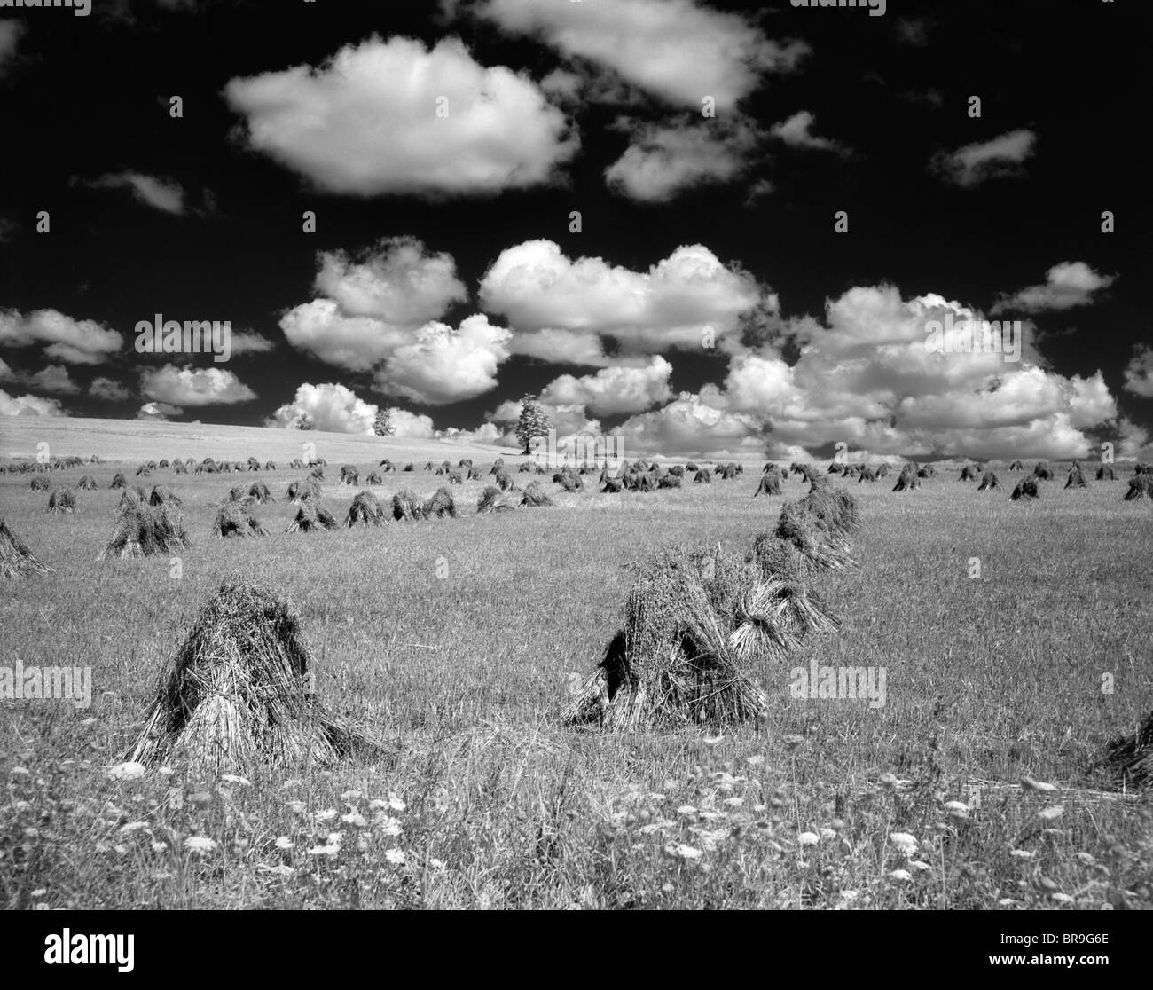 1950 SCÈNE DE FERME AVEC DES PILES DE SUPERFICIES DE BLÉ Ciel avec nuages gonflés Banque D'Images
