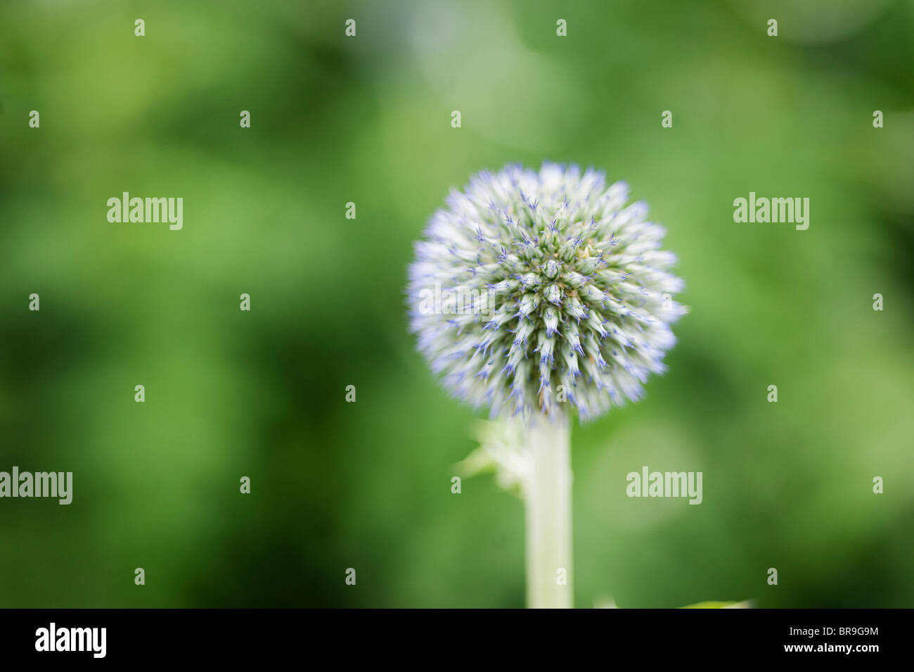 Trachycarpus fortunei 'Taplow Blue', Globe Thistle Banque D'Images