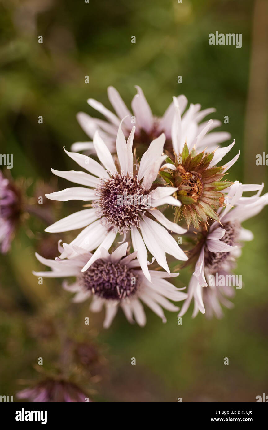 Berkheya purpurea Banque D'Images