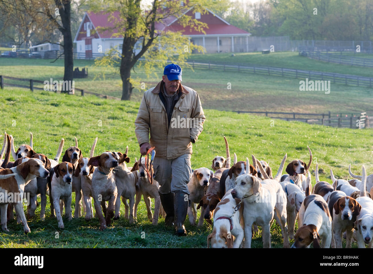 Balade fox hounds Banque D'Images