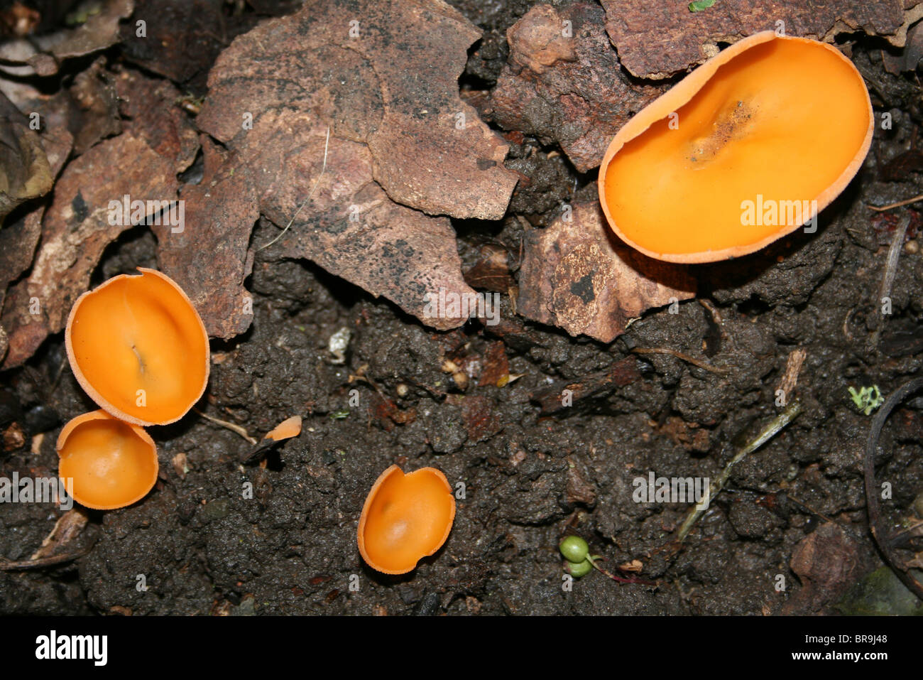 Orange Peel Champignon Aleuria aurantia prises à Dibbinsdale LNR, Wirral, UK Banque D'Images