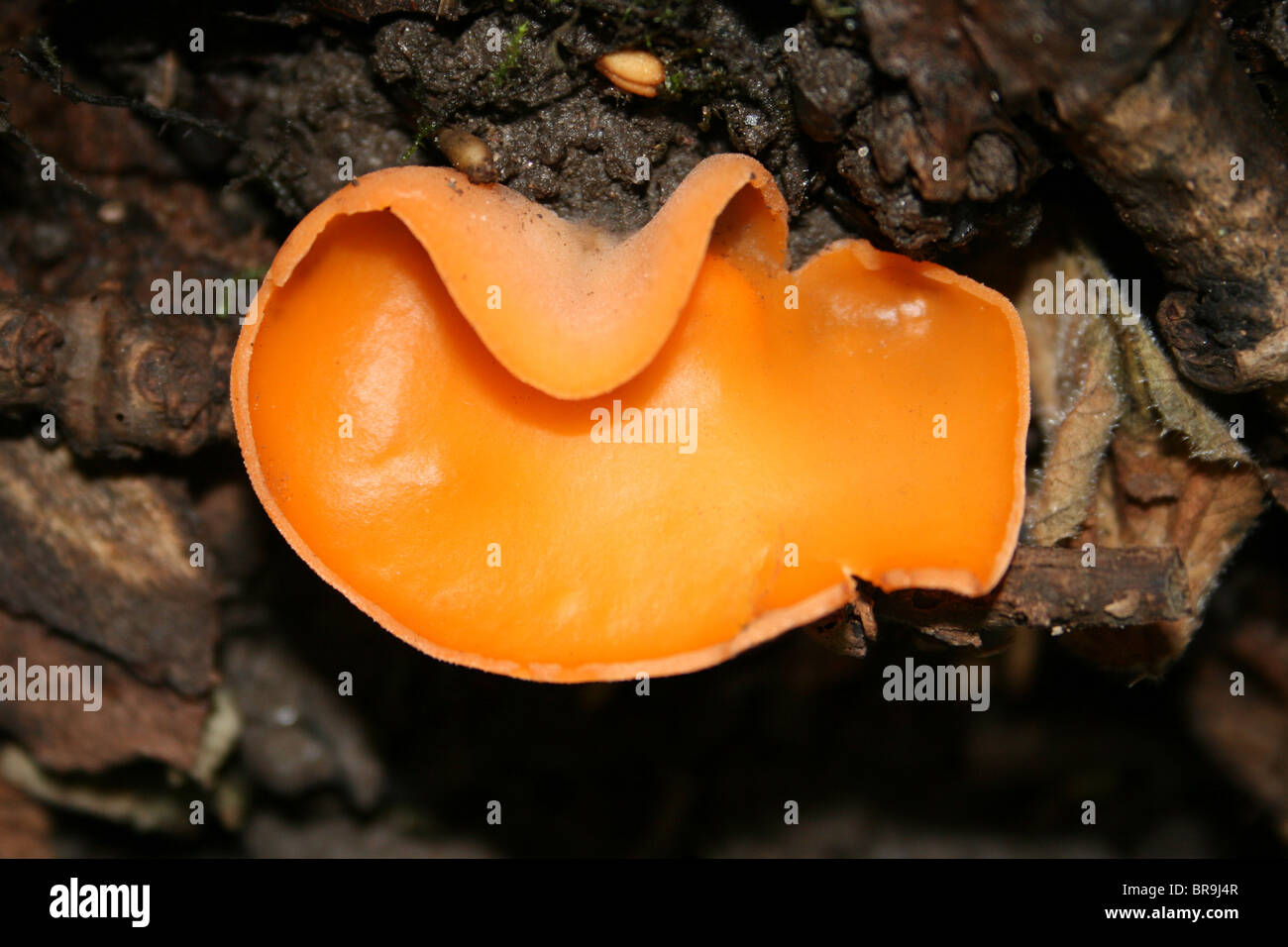 Orange Peel Champignon Aleuria aurantia prises à Dibbinsdale LNR, Wirral, UK Banque D'Images