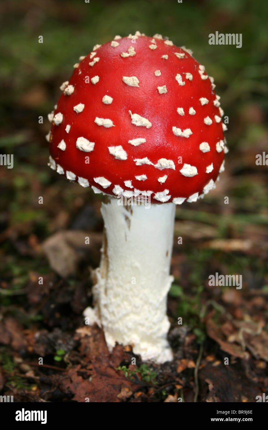 Agaric mouche Amanita muscaria prises à Formby Sefton, littoral, UK Banque D'Images