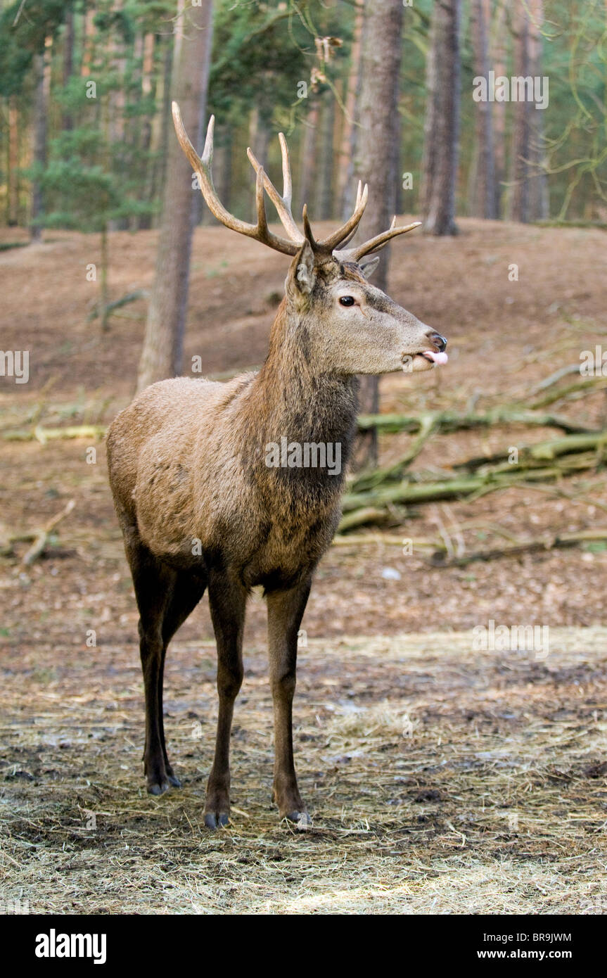 Red Deer, un Doelln brut, Allemagne Banque D'Images