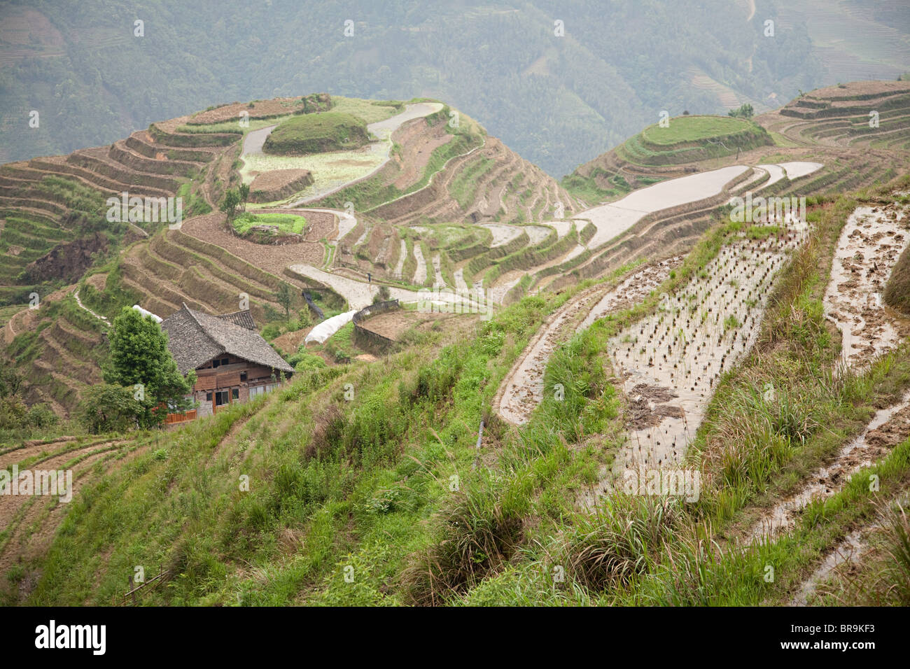 La Chine, Guangxi, longsheng, Dragon's backbone rice terraces Banque D'Images