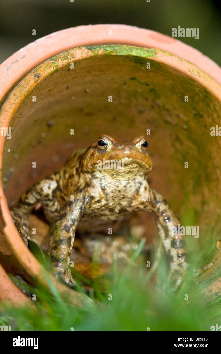 Crapaud commun Bufo bufo Banque D'Images