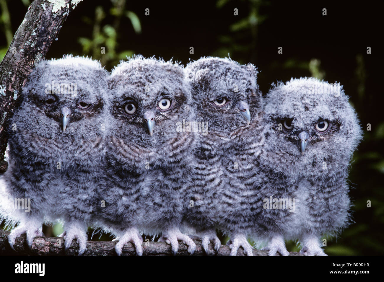 4 jeunes est de Screech Owls asio Otis MAINE Banque D'Images