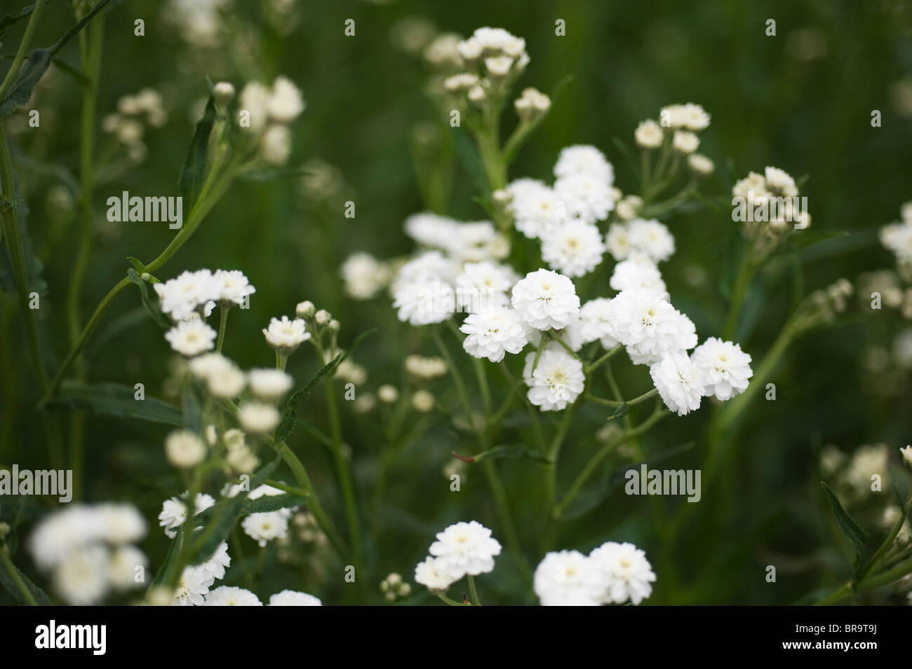 L'Achillea achillée ptarmique 'Perry's White' Banque D'Images