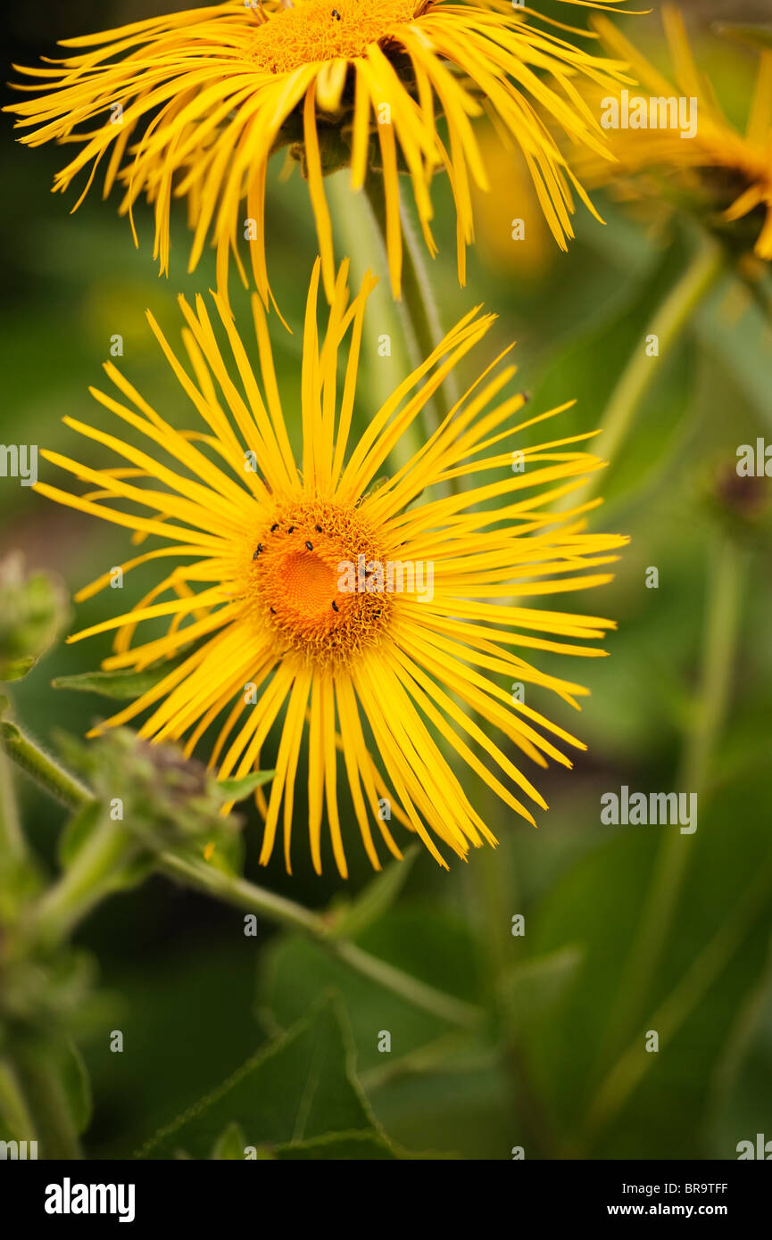 Inula magnifica 'Sonnenstrahl' Vergerette, Banque D'Images