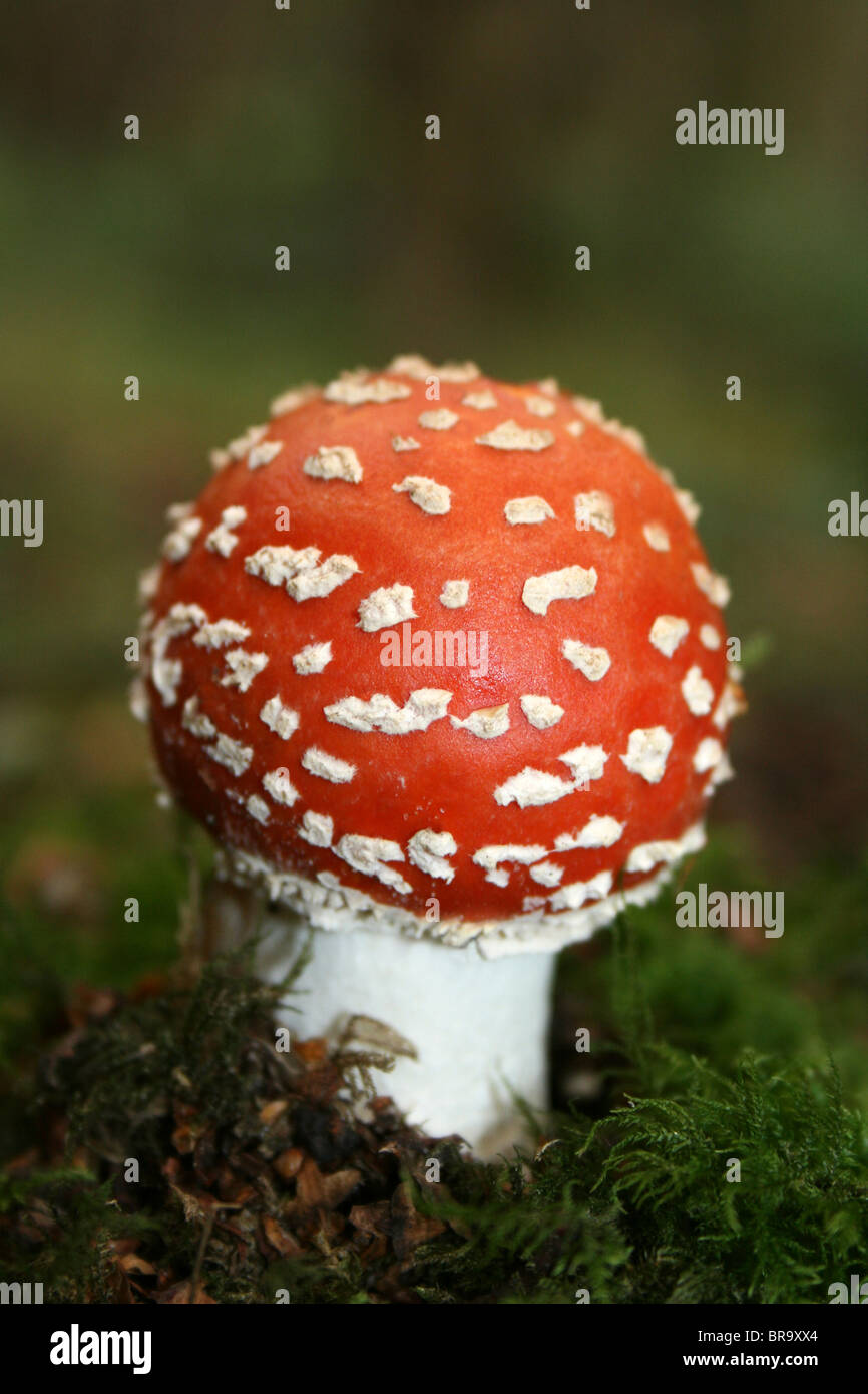 Agaric mouche Amanita muscaria prises sur Formby, Merseyside, Royaume-Uni Banque D'Images