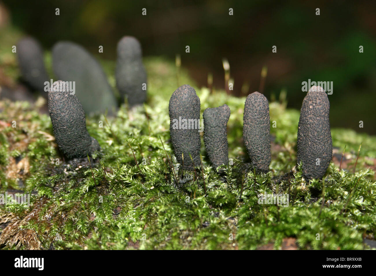 Noirou Xylaria polymorpha prises à Dibbinsdale LNR, Wirral, UK Banque D'Images