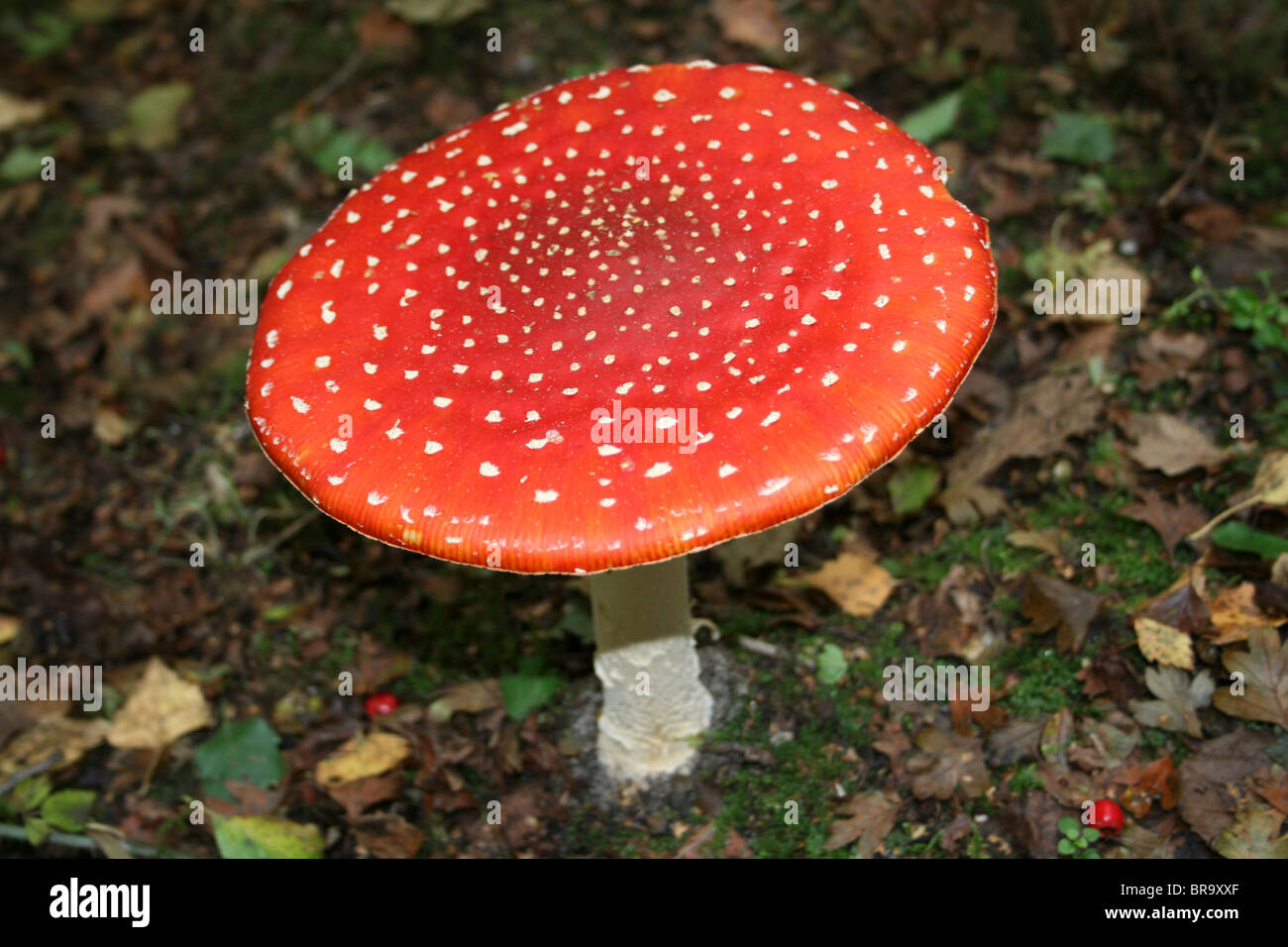Agaric mouche Amanita muscaria prises à Formby Sefton, littoral, UK Banque D'Images
