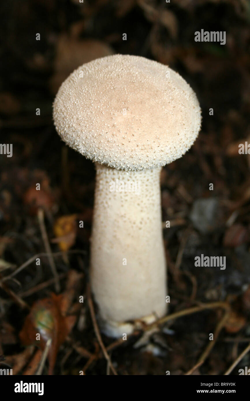 Puffball Lycoperdon excipuliformis pilon prises à Formby Sefton, littoral, UK Banque D'Images