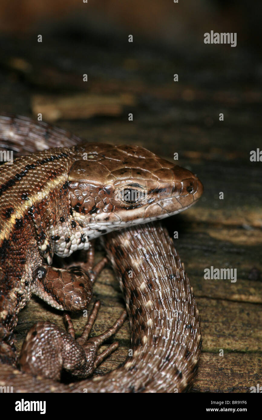 Lézard vivipare Zootoca vivipara, sci.name ; , à Evje à Rygge, le sud-est de la Norvège. Banque D'Images