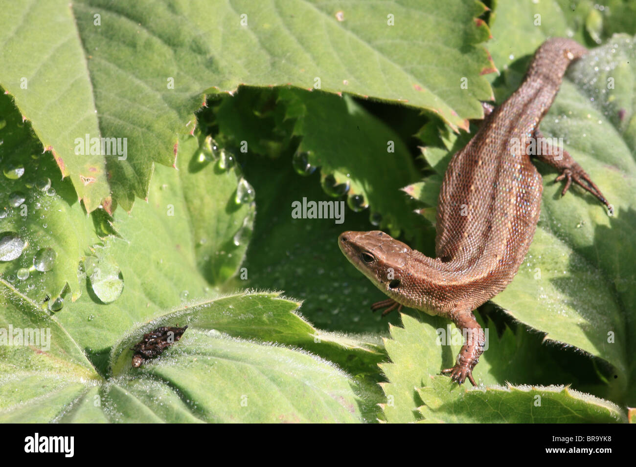 Lézard vivipare Zootoca vivipara, sci.name ; , à Evje à Rygge, le sud-est de la Norvège. Banque D'Images