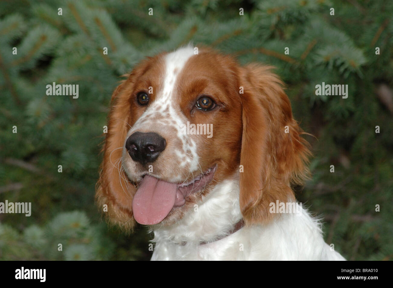 HEAD SHOT SPRINGER SPANIEL Banque D'Images