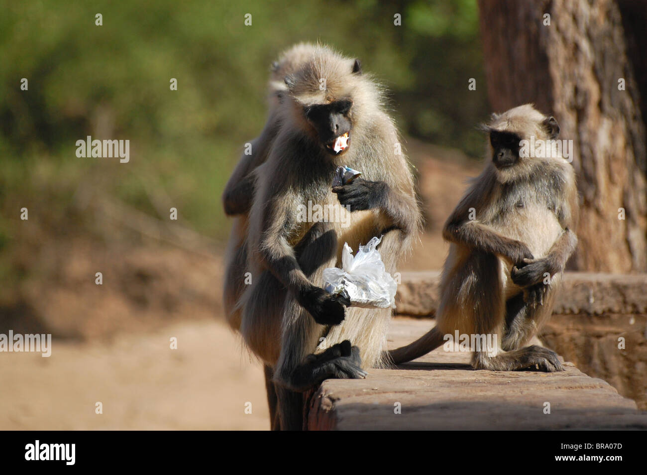 Les singes profitant à l'alimentation de la réserve de Ranthambore en Inde Banque D'Images