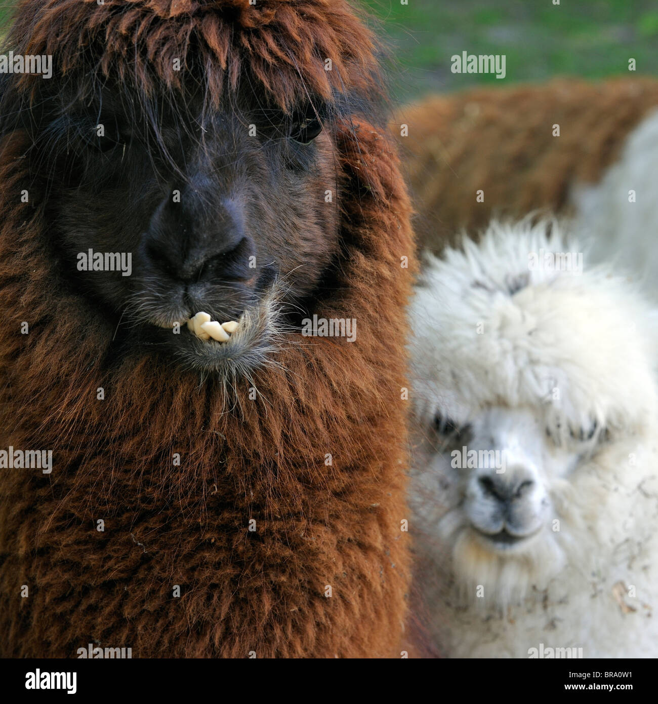 Alpaca (Vicugna pacos / Lama pacos) close up, originaire de l'Amérique du Sud Banque D'Images