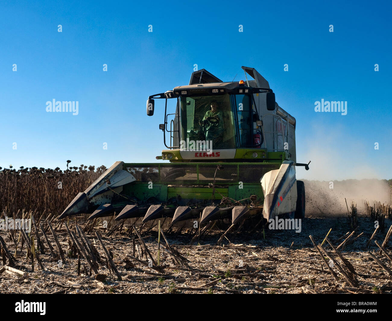 Rendmt Lexion moissonneuse-batteuse Claas 540 la récolte de tournesol - Indre-et-Loire, France. Banque D'Images