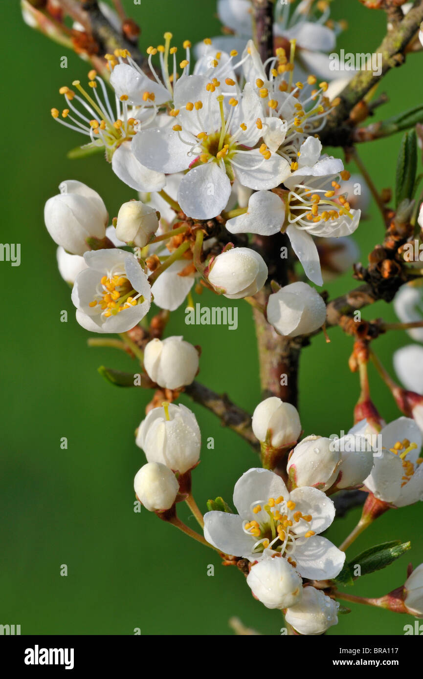 Close up of bush Sloe / Prunellier en fleur (Prunus spinosa) au printemps, Luxembourg Banque D'Images