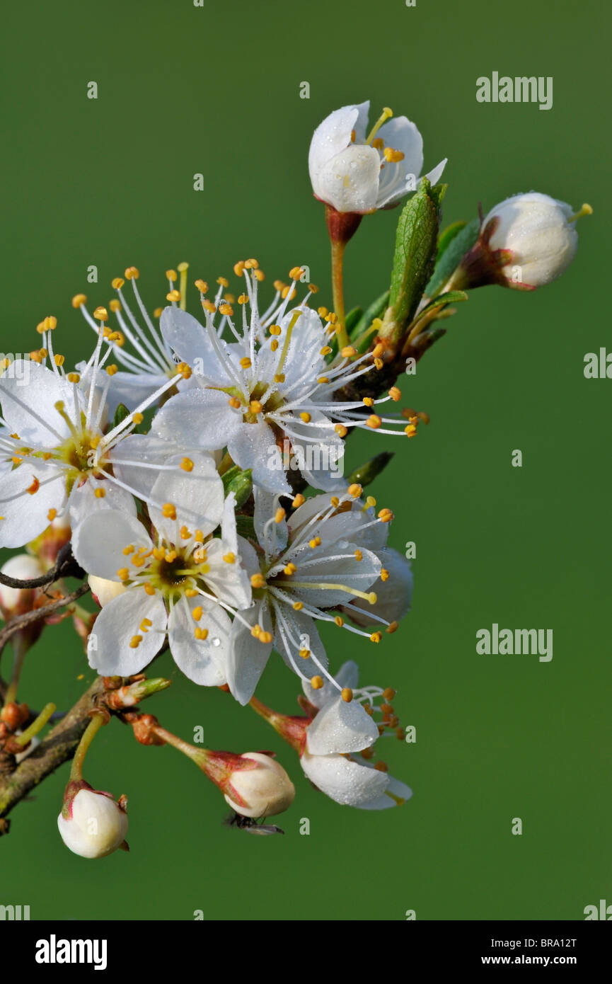 Close up of bush Sloe / Prunellier en fleur (Prunus spinosa) au printemps, Luxembourg Banque D'Images