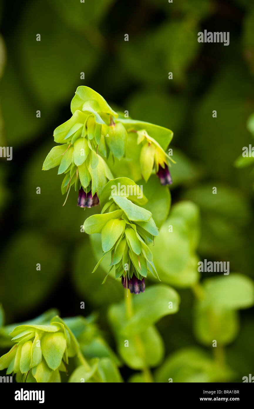 La crevette bleue Plante, Cerinthe major 'Kiwi Blue' Banque D'Images