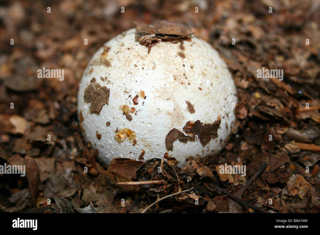 Oeuf sorcières étape immature du Phallus impudicus Phalle impudique commune prise à Eastham Country Park, Wirral, UK Banque D'Images