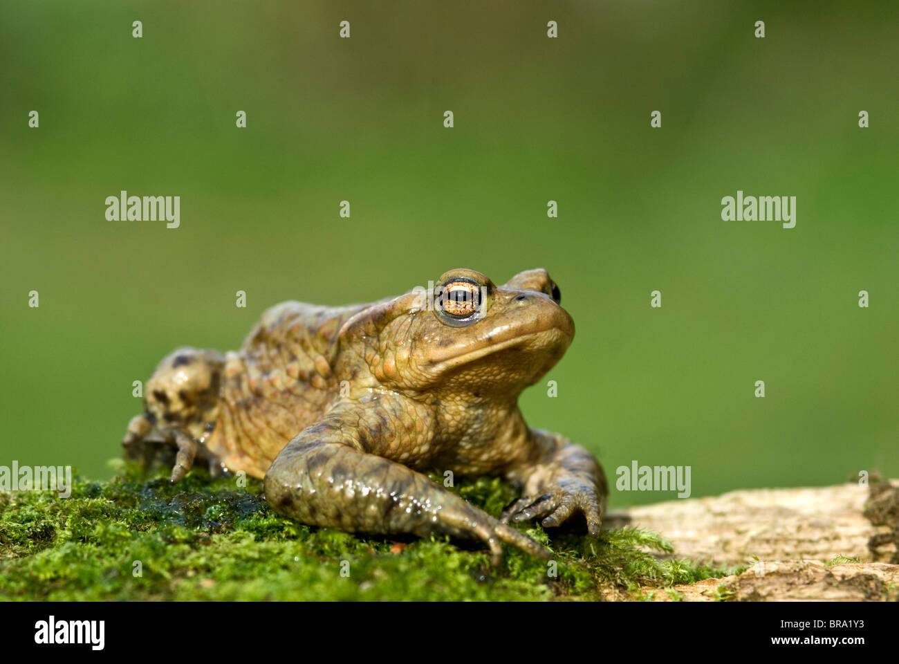 Crapaud commun Bufo bufo Banque D'Images