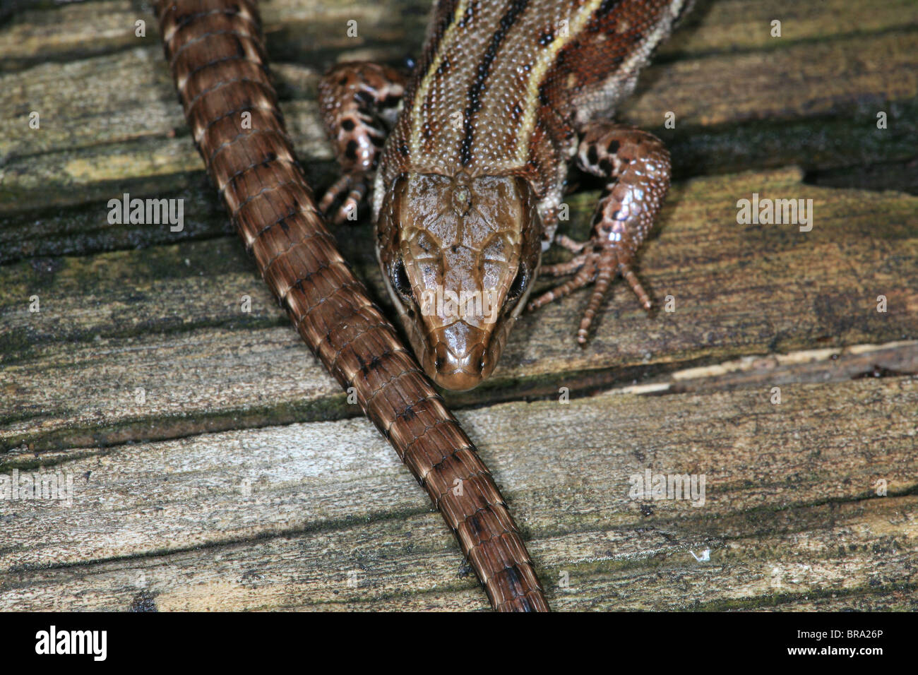 Lézard vivipare Zootoca vivipara, sci.name ; , à Evje à Rygge, le sud-est de la Norvège. Banque D'Images