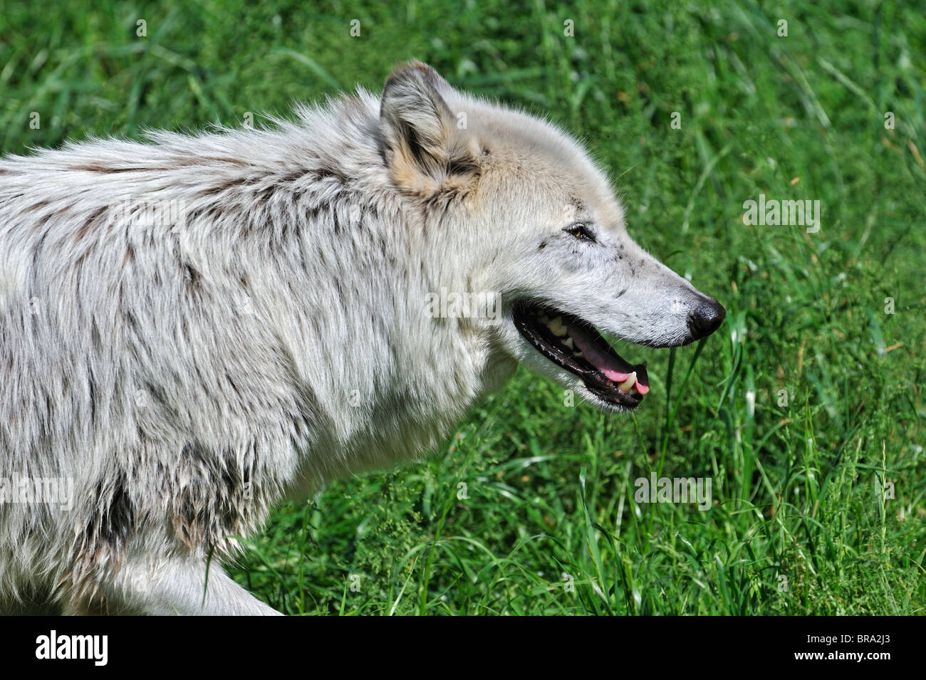 Vallée du Mackenzie / Loup Loup toundra de l'Alaska / Canadian Timber Wolf (Canis lupus occidentalis) close up, originaire d'Amérique du Nord Banque D'Images