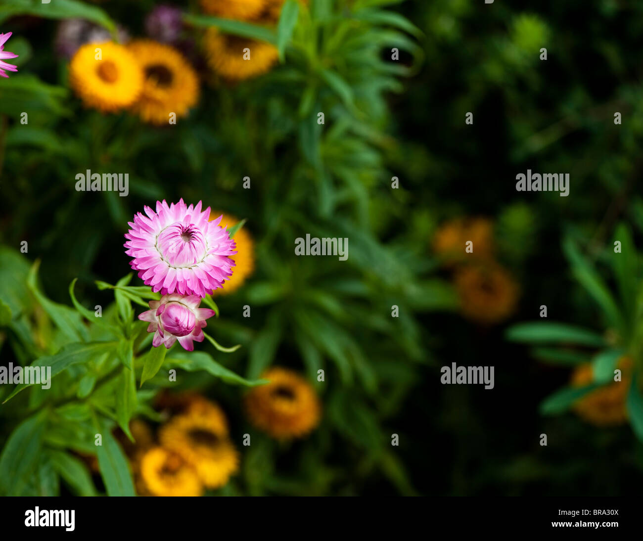 Monstrosum Helichrysum bracteatum 'Bright' Bikini, Strawflowers Banque D'Images