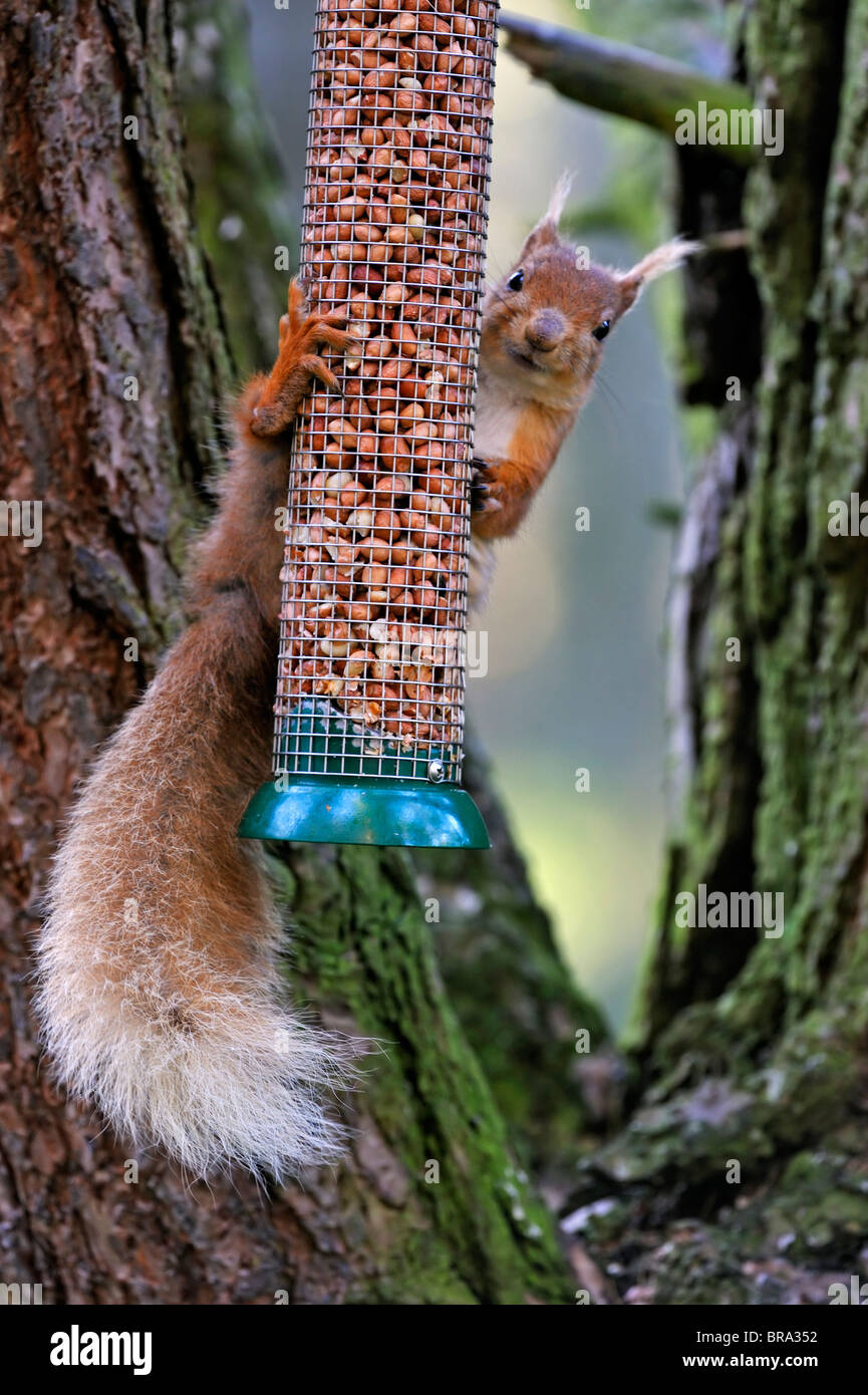 Écureuil roux (Sciurus vulgaris) dans la forêt manger des arachides provenant de mangeoire à oiseaux de jardin / mangeoire à oiseaux dans l'arbre, Écosse, Royaume-Uni Banque D'Images