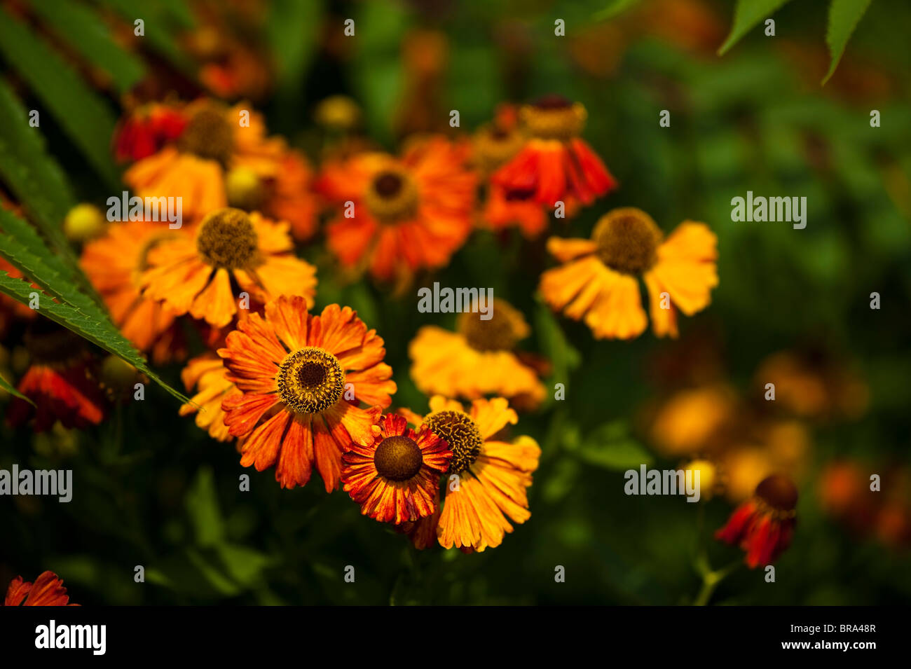 Heleniums en fleur au jardin clos de Canngington à Somerset, Royaume-Uni Banque D'Images