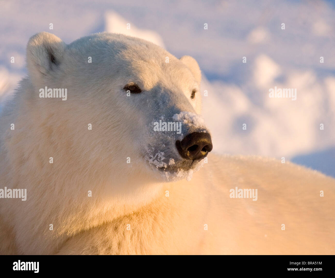 Le Canada, le Manitoba, la baie d'Hudson, à Churchill. Close-up of polar bear. Banque D'Images