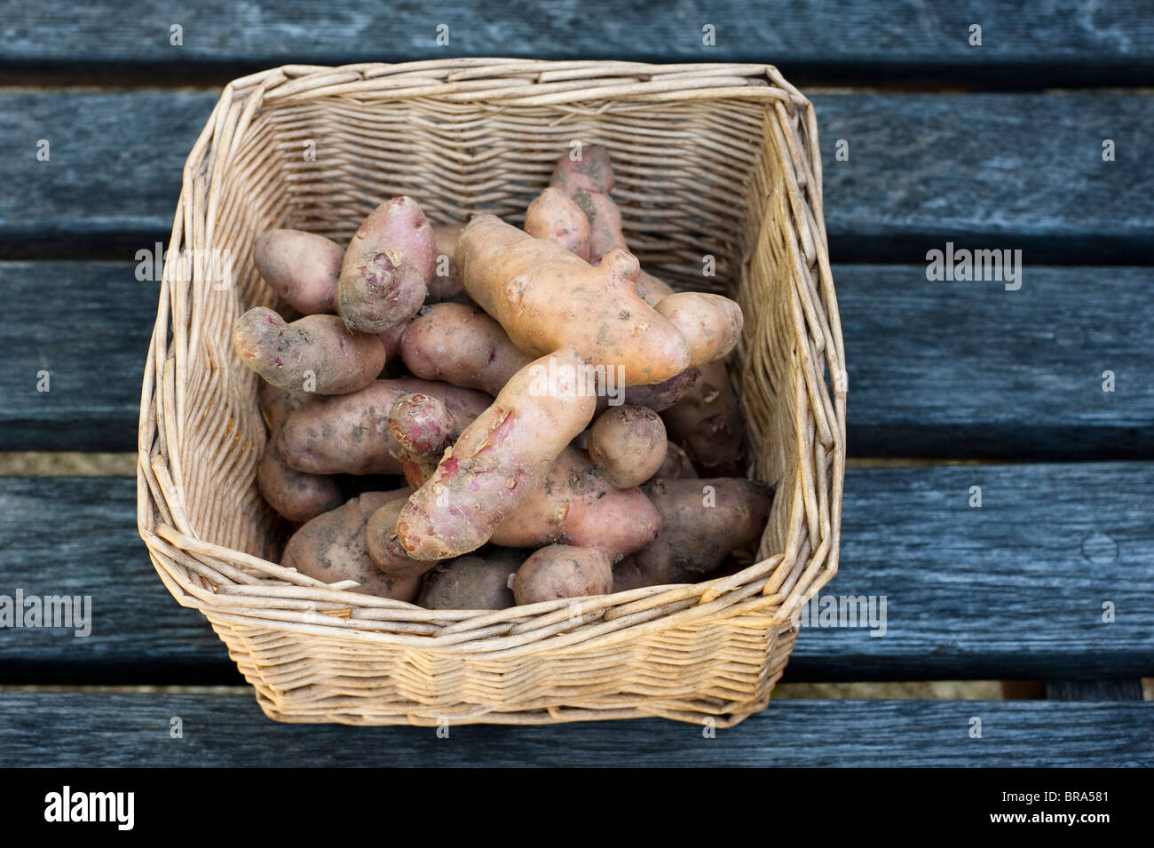 Les pommes de terre récoltées, Solanum tuberosum 'Pink Fir Apple', sur l'affichage à Painswick Rococo Garden dans les Cotswolds, Royaume-Uni Banque D'Images