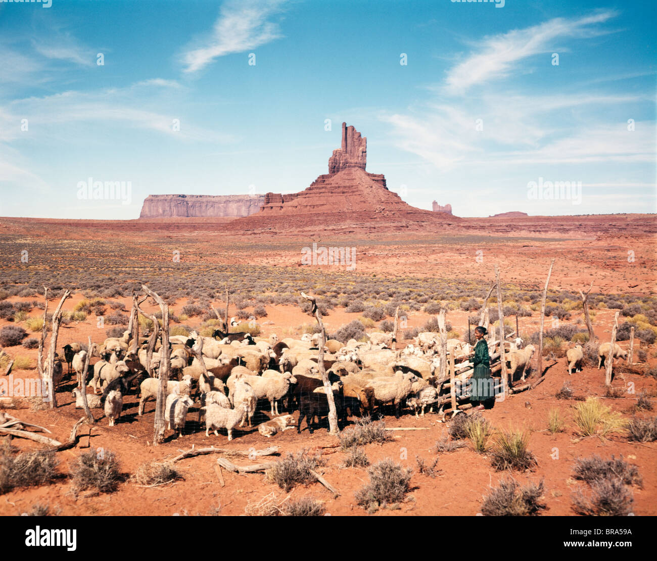 1960 1960 FEMME NAVAJO MOUTON SHEPHERD DANS LE CORRAL UTAH NATIVE AMERICAN Monument Valley Banque D'Images