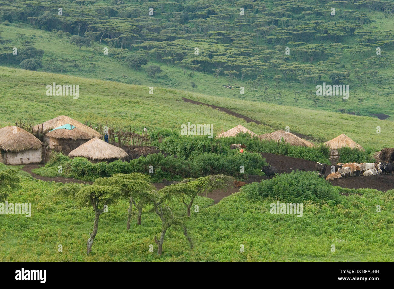 MASAI VILLAGE MANYATTA DANS LE cratère du Ngorongoro TANZANIE AFRIQUE Banque D'Images