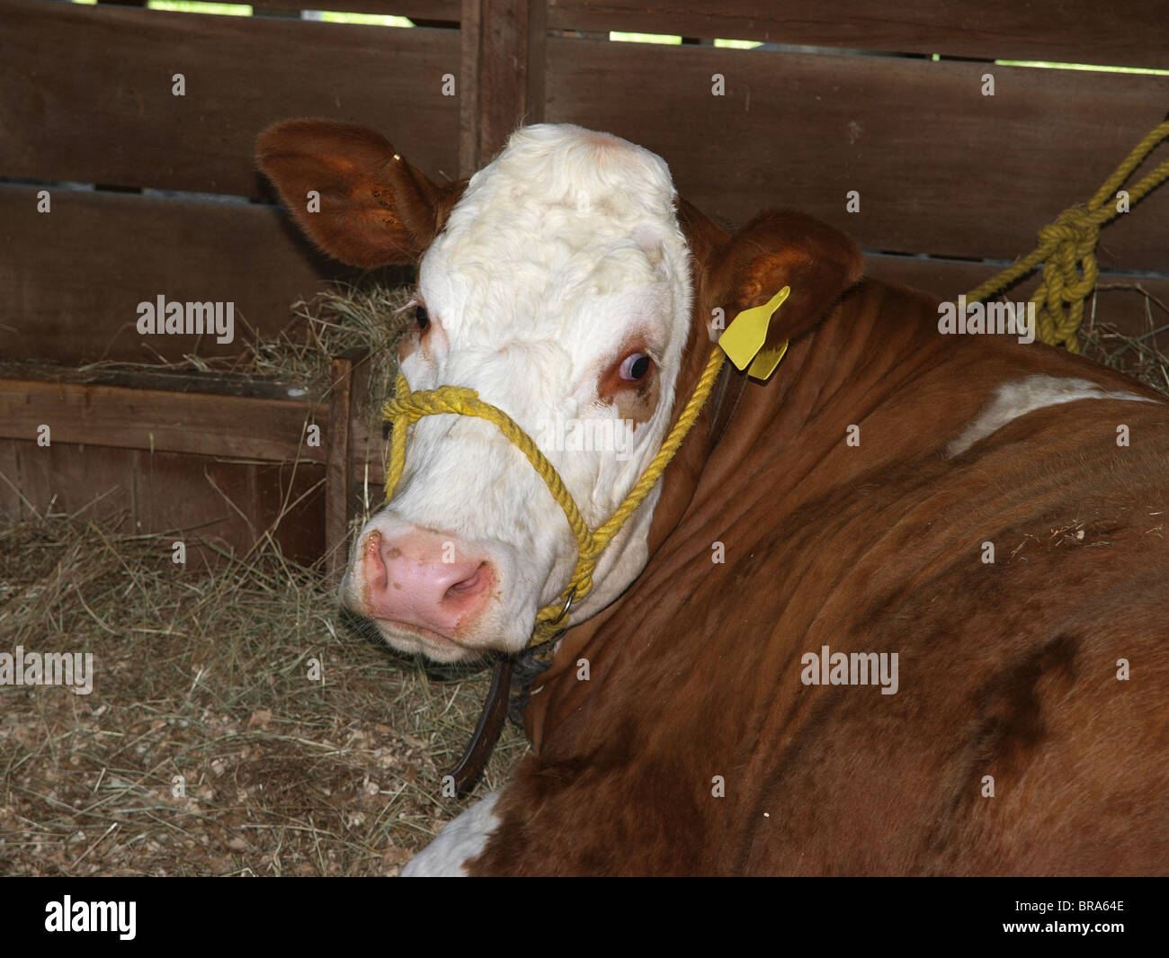 Vache Simmental dans une stalle Banque D'Images
