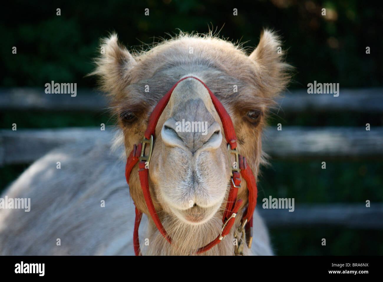 Camel face close up avec sangle rouge sur le nez et la bouche regardant droit dans la caméra. Banque D'Images