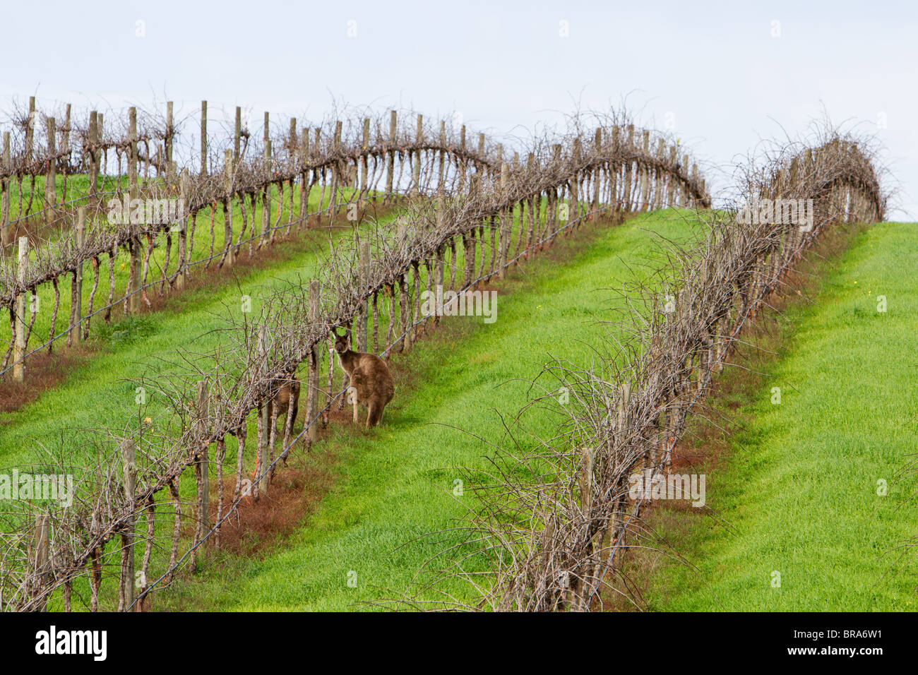 Vignoble australien Banque D'Images