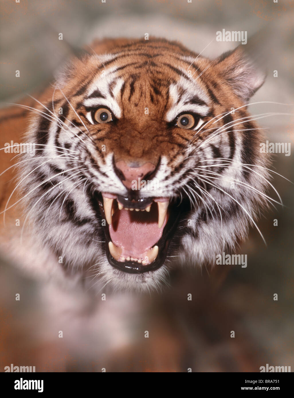 TIGRE Banque D'Images