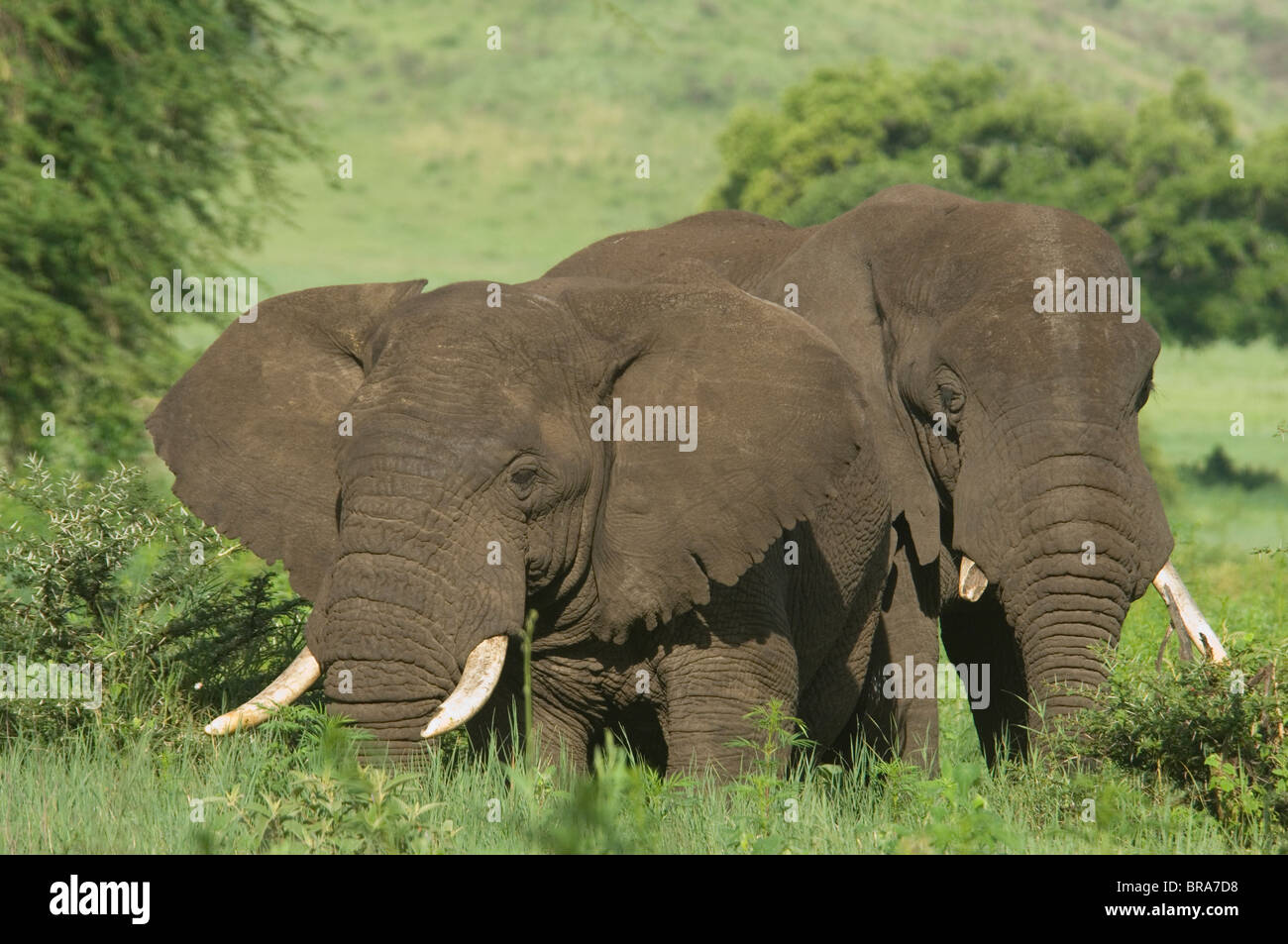 Deux éléphants BULL PAR LA FORÊT Loxodonta africana Ngorongoro Crater TANZANIE AFRIQUE Banque D'Images