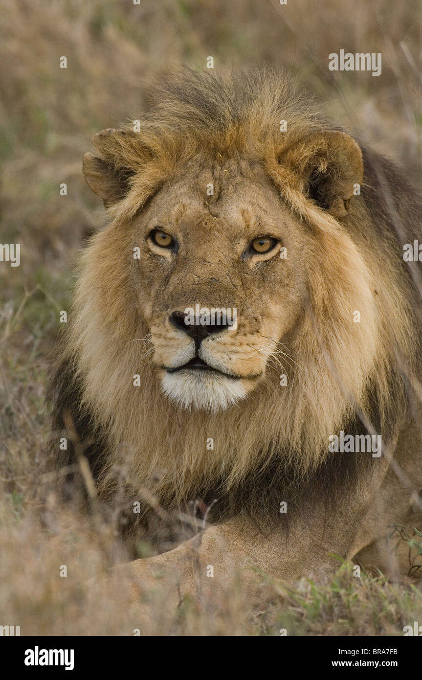 HEAD SHOT SERENGETI LION MÂLE AFRIQUE TANZANIZ Banque D'Images