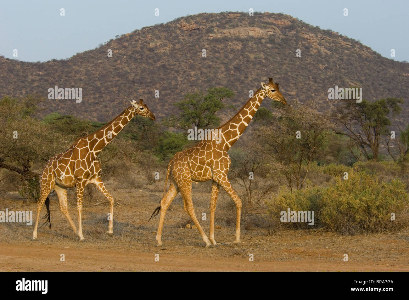 Deux GIRAFES RÉTICULÉE AFRIQUE KENYA SAMBURU NATIONAL RESERVE Banque D'Images