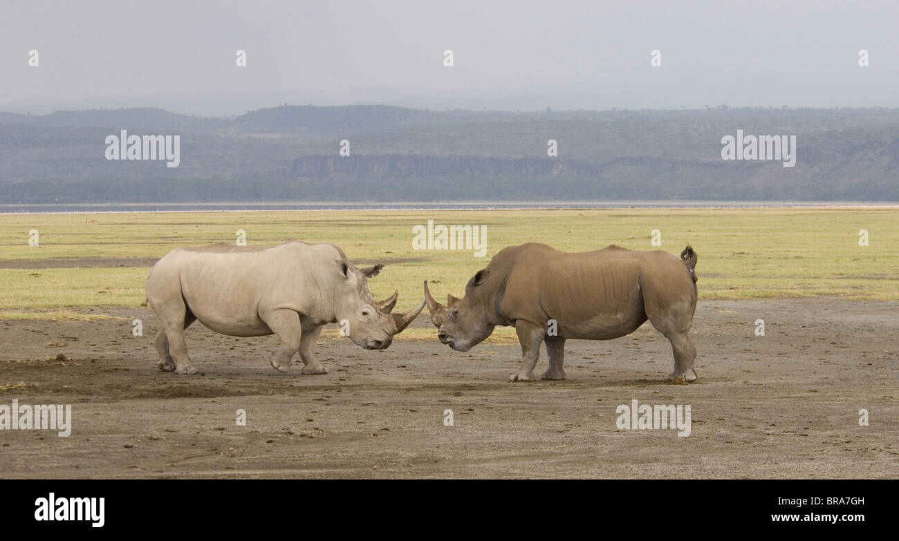 Deux rhinocéros blancs TÊTE À TÊTE DE LEWA DOWNS KENYA AFRIQUE Banque D'Images