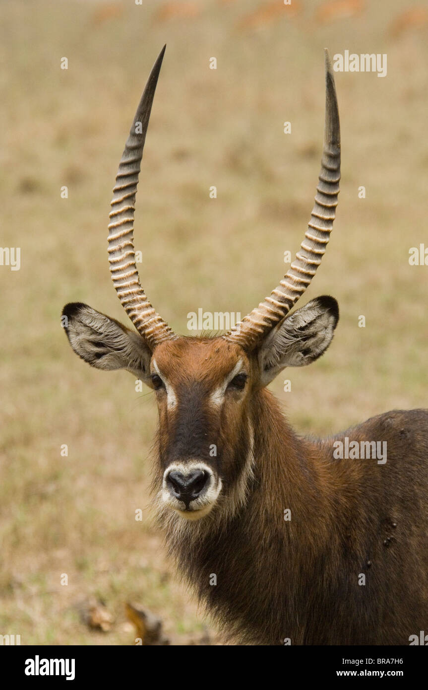Antilope cobe à Masai Mara NATIONAL RESERVE AFRIQUE KENYA Banque D'Images