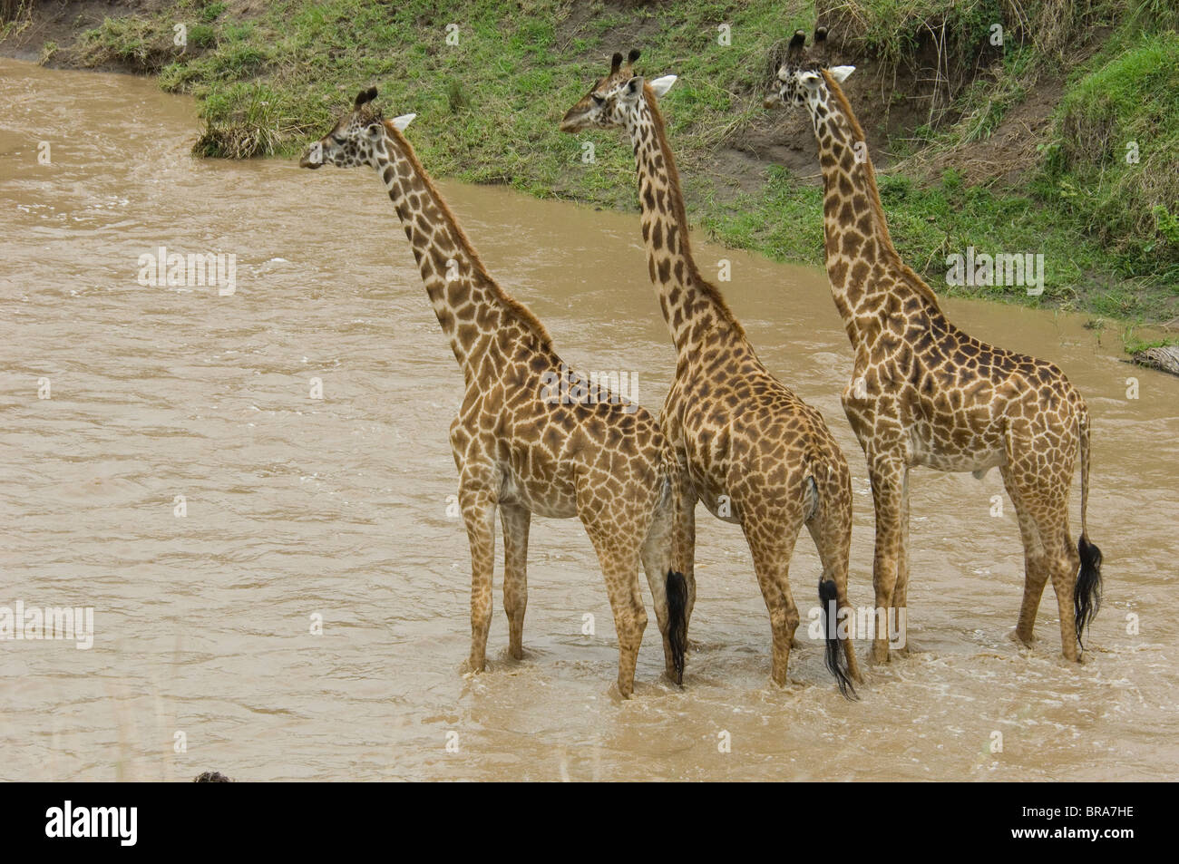 Trois GIRAFES DEBOUT DANS L'EAU DE LA RIVIÈRE DE LA RÉSERVE NATIONALE DE Masai Mara au Kenya Afrique Banque D'Images